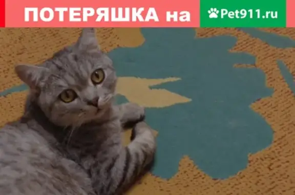 Кошки потеряшки, Киров, фото: Потеряшка кот Тимошка в районе Физ-ов, Лепсе