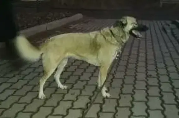 Пропала собака Марго в районе кирпичного завода, Ржев.