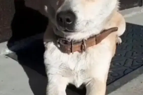 Пропала собака Муся в Владикавказе