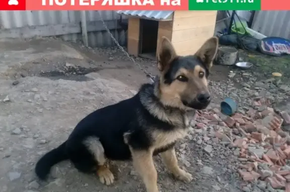 Пропала собака в поселке Пионер, Кемерово