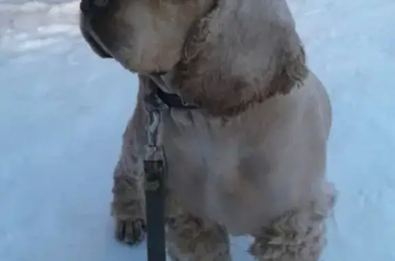 Пропала собака Майкал, Американский Кокер Спаниель в Южноуральске