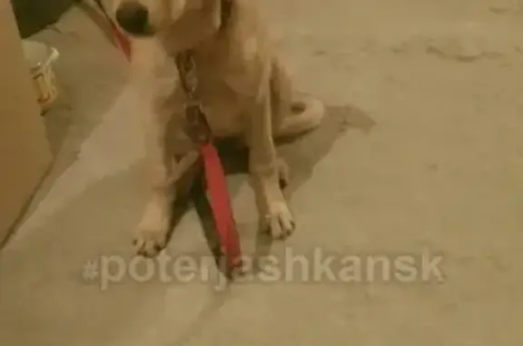 Пропала собака в Новосибирске, улица Белинского-Автогенная.