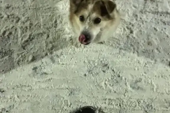 Найдена собака на ул. Строителей, Краснознаменск