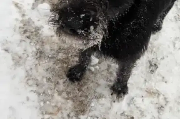 Пропала собака Белка на Лесопарковой 18 в Рязани
