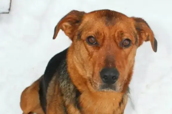 Найдена собака в ЛО, Гатчинский район, Новый Свет
