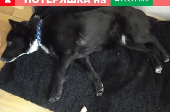 Найдена собака на улице Королева, Белгород
