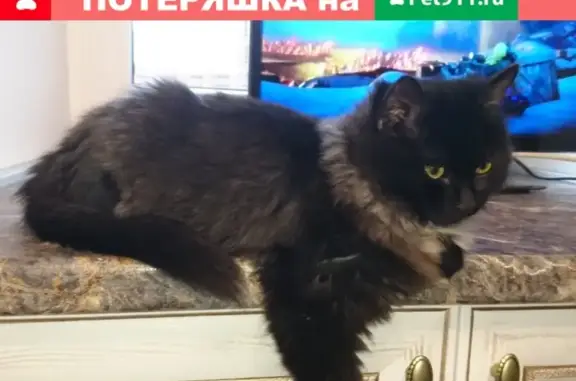 Пропала кошка на Чкалова 11, Ишимбай