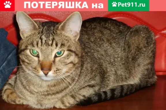 Пропала кошка Барсик, г. Свободный, Россия