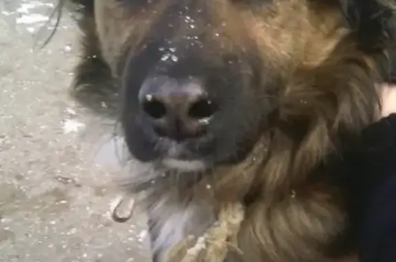 Пропала собака Демис в Тольятти