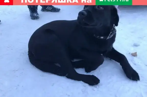 Найдена собака на озере Селикатное в Ленинском районе
