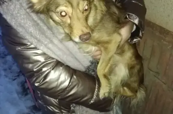 Собака найдена на Республиканской 50 в Курске