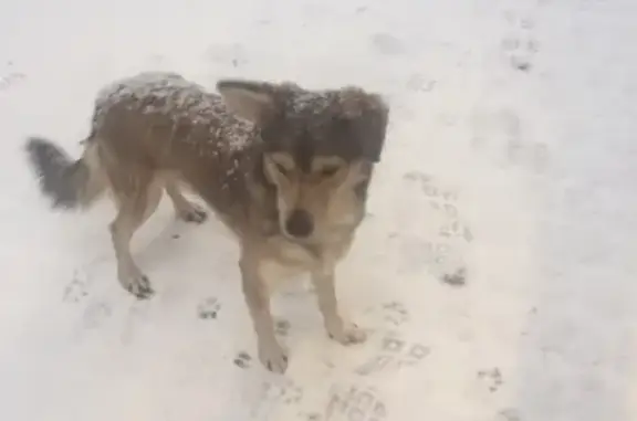 Потерянная собака на Мариупольской, ищем хозяина