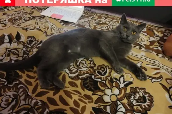 Пропала кошка в Сафоново, 2-й микрорайон, 9 дом.