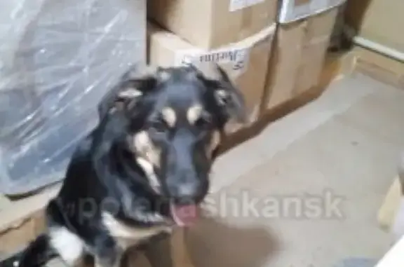 Пропала собака на пересечении Ипподромская и Фрунзе, Новосибирск