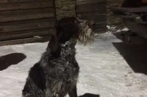 Пропала собака в поселке Радужный, Тамбов