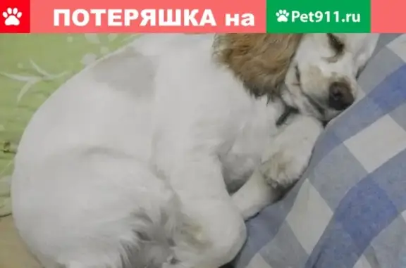 Пропала собака в пос. Коктебель, Республика Крым