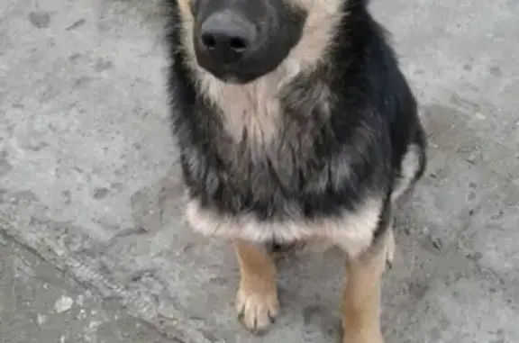 Пропала собака Малыш в Новоульяновске