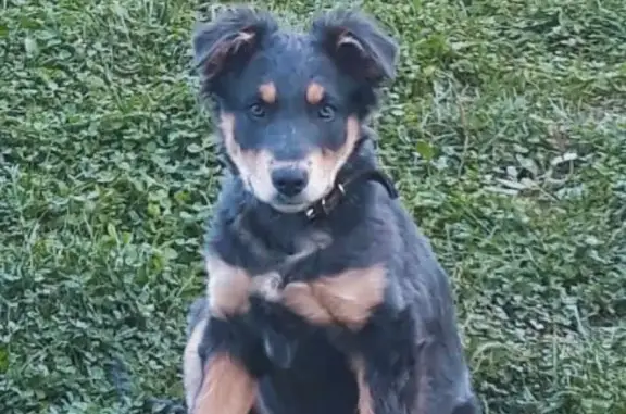 Пропала собака возле 4-ой горбольницы в Сочи