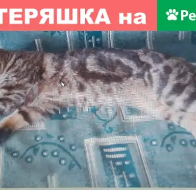 Пропала кошка в Салавате, ул. Юлаева 29