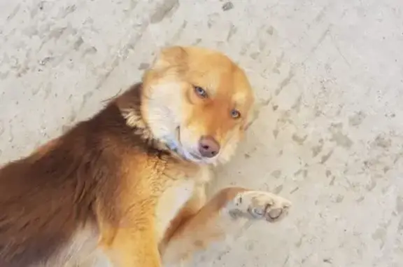 Найдена собака в Астрахани, ищем хозяина или новый дом