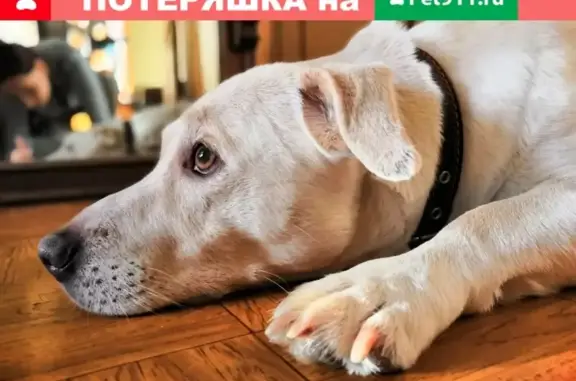 Найдена собака без хозяев в Автозаводском районе, ищем старых хозяев!