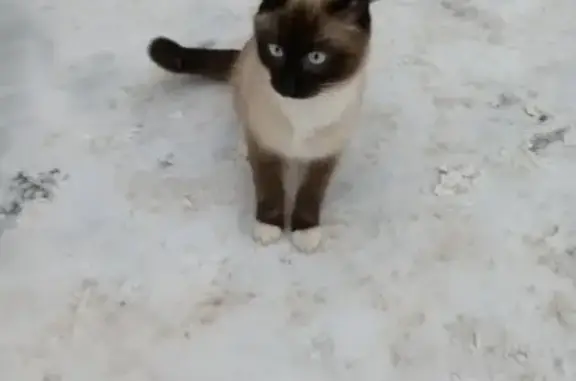 Найден кот-сиамец в Черемушках, МО.