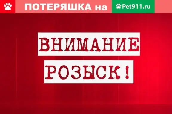 Пропала кокер-спаниель Боня в районе Мефодиевского рынка, Краснодарский край