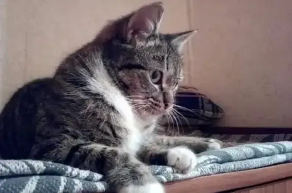 Кошки потеряшки, Владимир, фото: Потеряшка кошка на ул.Стрелецкой #от_подписчика_группы