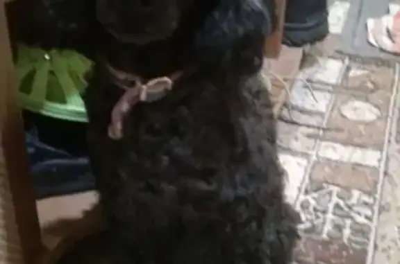 Пропала собака: карликовый пудель, 7 квартал, у дома Разина 52 (Самарская область)