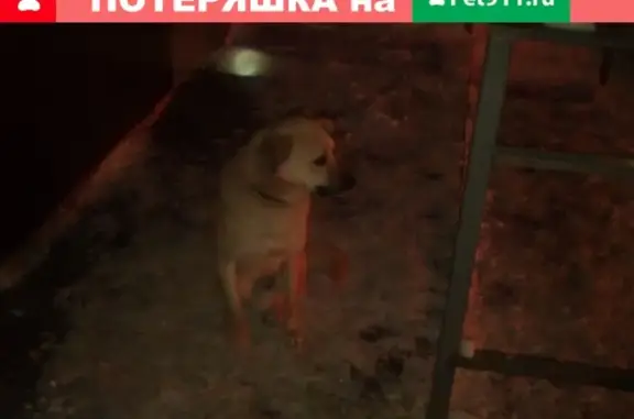 Собака найдена в Строителе, Тамбов
