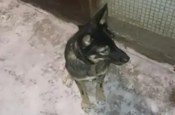 Потерян пес в районе Пустошь-бор, Минеева, Иваново