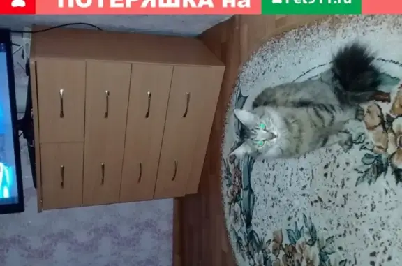 Найдена кошка возле магазина Азбука в Перми