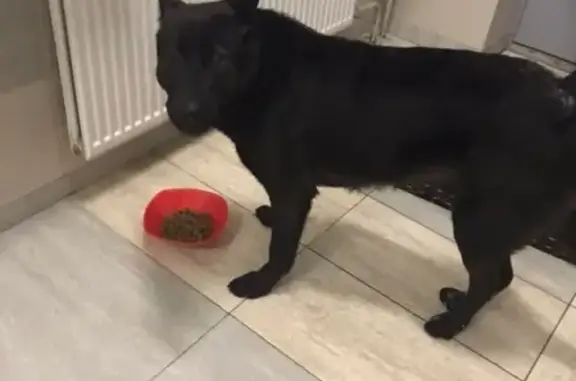 Найдена собака в Невском районе СПб, проверьте наличие чипа