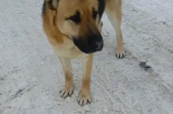 Найдена собака в Бершово, ищет хозяев