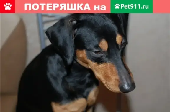 Пропала собака в Воркуте на районе Димитрова-Gagarina-Shakhterskaya.