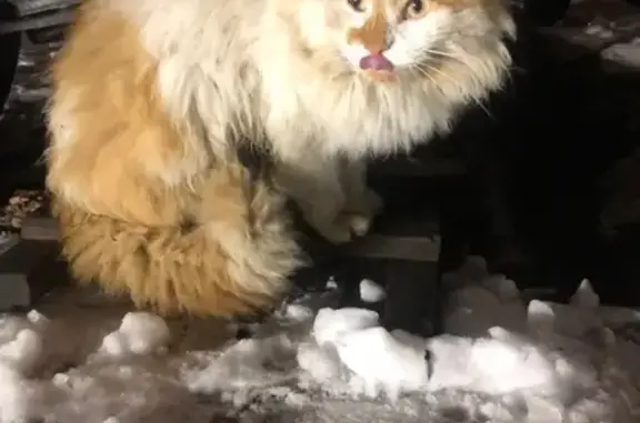 Найден рыжий кот с ошейником в Люберцах