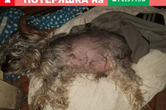 Найдена собака, Йорк, СПб, метро Ломоносовская.
