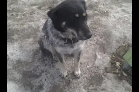 Пропала собака Ники в Раменском!