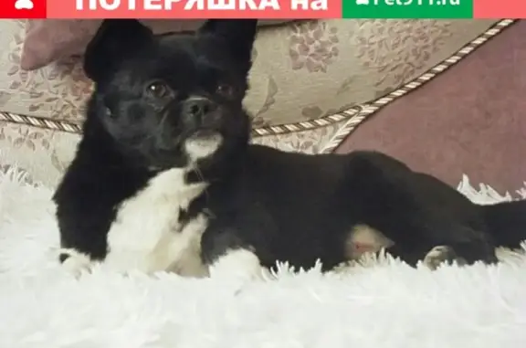 Пропала собака в Новохопёрске, Воронежская область
