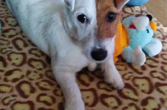 Пропала собака Веста в Новороссийске