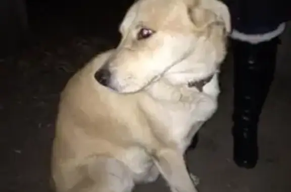 Пропал пёс Степа около кинотеатра в Рузе