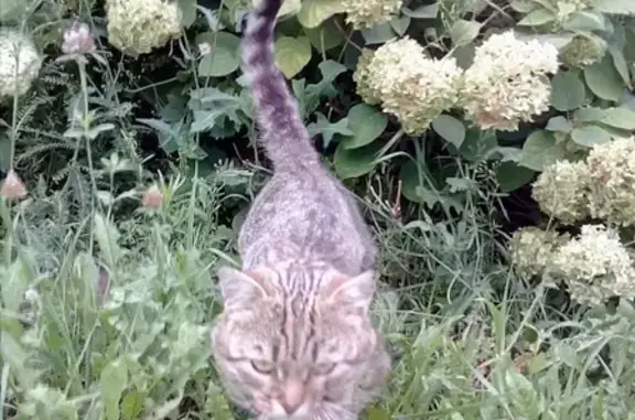 Пропал кот Марсик в поселке Новоселки, Рязанский район.