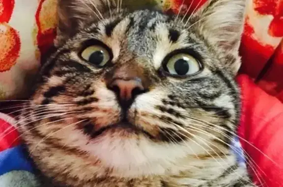 Кошки потеряшки, Борисовка, фото: Потеряшка кот Вася в п. Борисовка, Краснодарский край