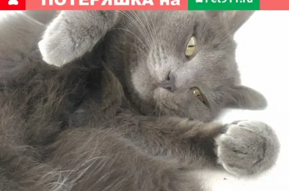 Найдена кошка на улице Германа Титова