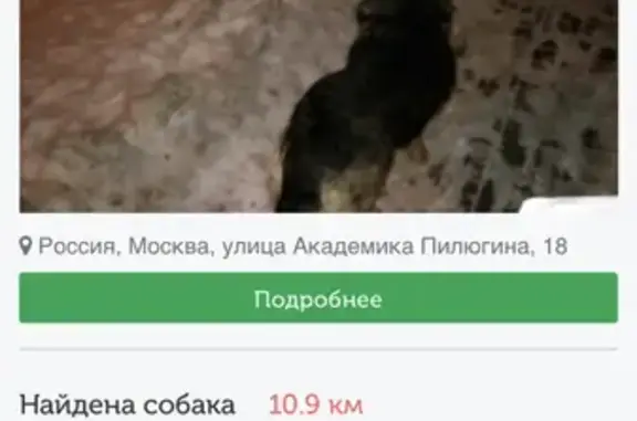 Собака найдена на улице Раменки, 16 в Москве