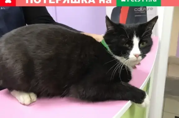 Найдена молодая кошка на ул. Супруна 1а в Щелково с зеленым ошейником