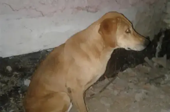 Найден пёс в Жуковском районе, возможно охотничий потеряшка