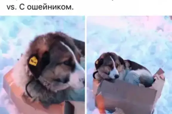 Собака с жетоном 76vs в Казани