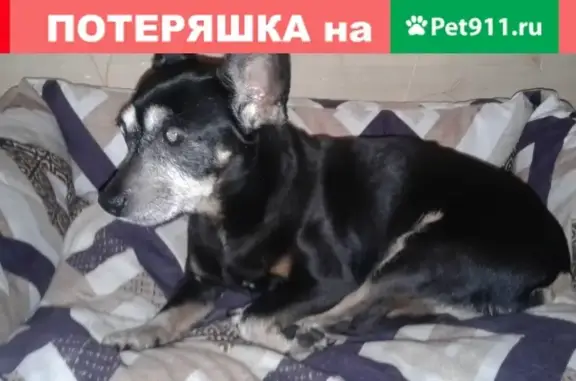 Собака найдена на Новой улице, Москва