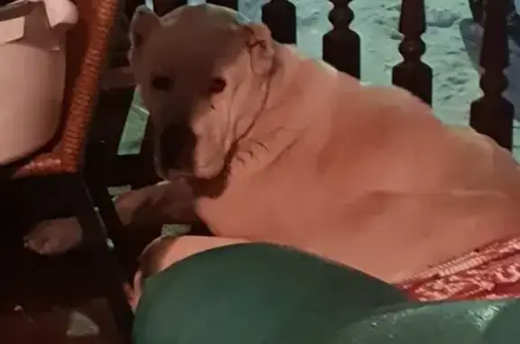 Пропала собака: белоснежный Алабай в Ховрино